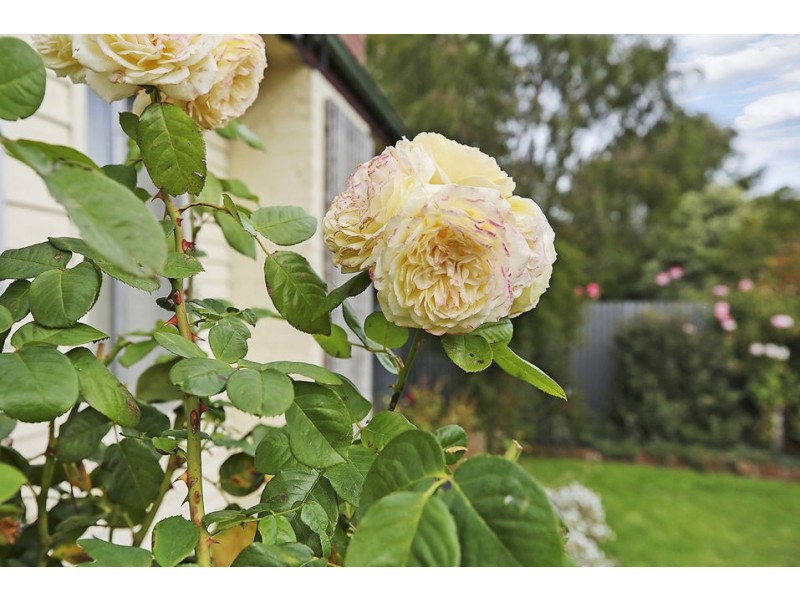 16 Sinclair Street, Colac VIC 3250