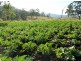 148 Newtons Road, Kyogle NSW 2474