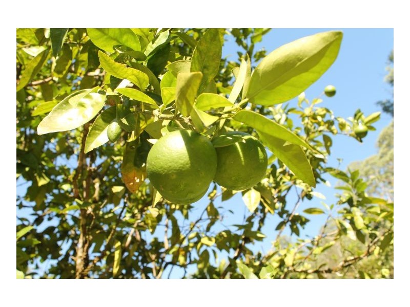 0 Gesar Springs, Kyogle NSW 2474