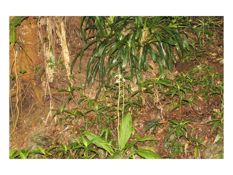 0 Gesar Springs, Kyogle NSW 2474