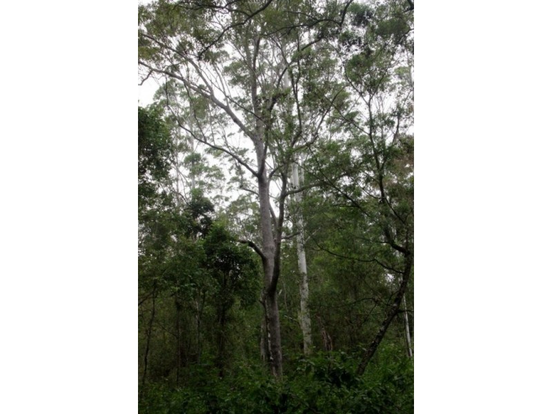 153 Stringybark Lane, Kyogle NSW 2474