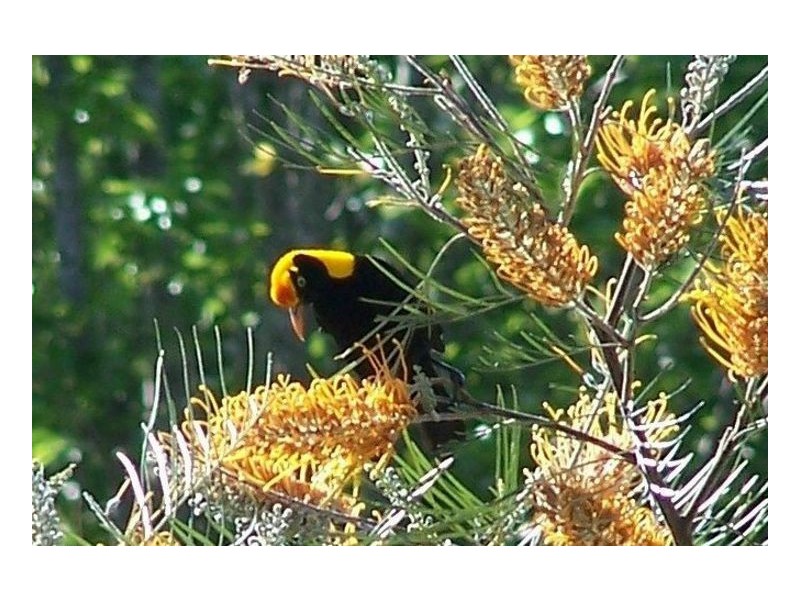 47. Findon Creek Road, Kyogle NSW 2474