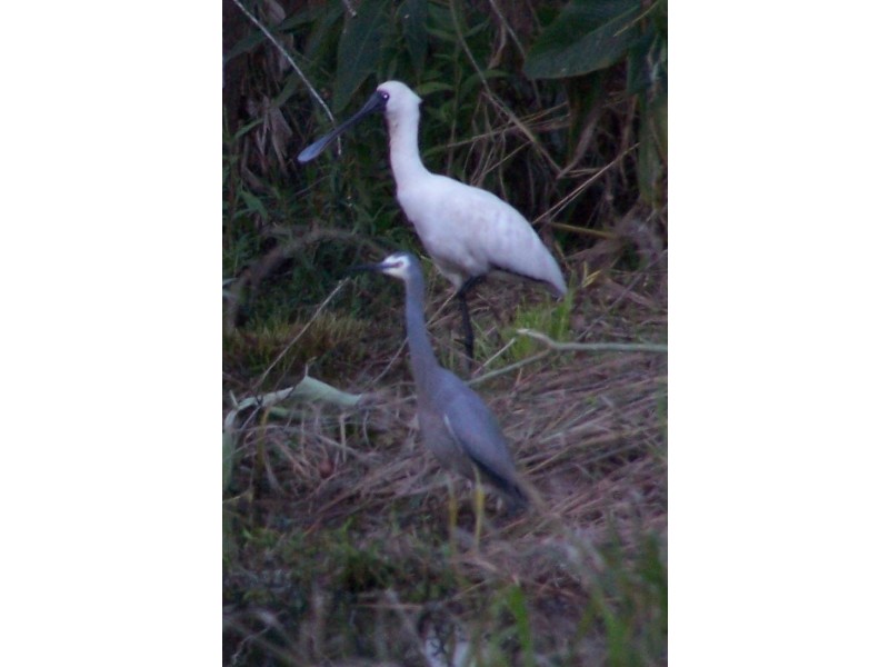 47. Findon Creek Road, Kyogle NSW 2474