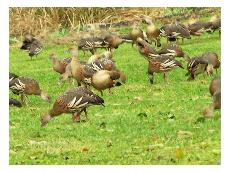 47. Findon Creek Road, Kyogle NSW 2474