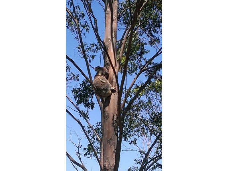 183 Williams Road, Kyogle NSW 2474