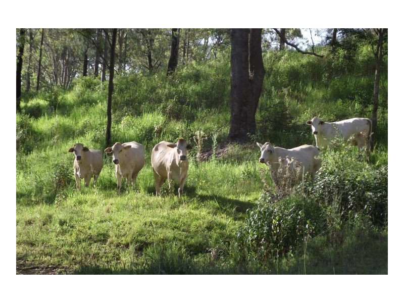 183 Williams Road, Kyogle NSW 2474