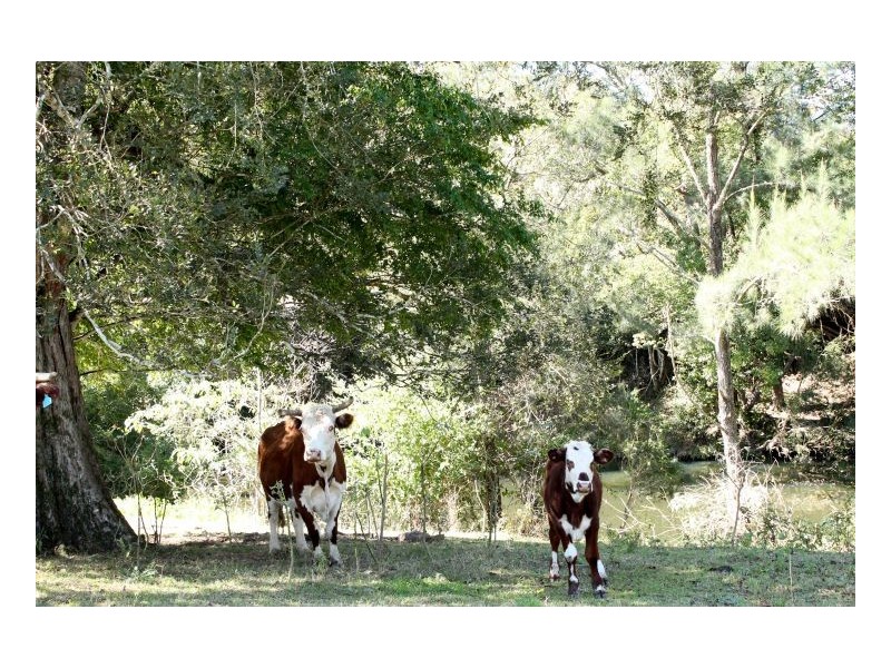 405 Findon Creek Road, Kyogle NSW 2474