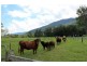 405 Findon Creek Road, Kyogle NSW 2474