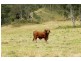 466 Dunns Road, Kyogle NSW 2474