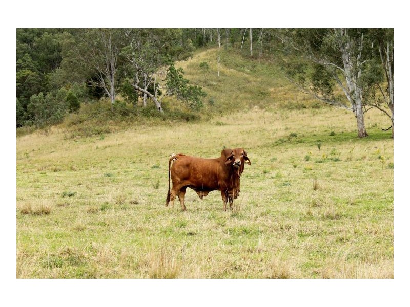 466 Dunns Road, Kyogle NSW 2474