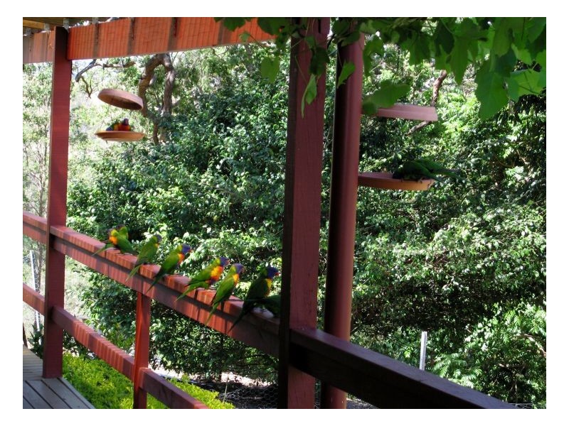 214 Blackhorse Creek Road, Kyogle NSW 2474