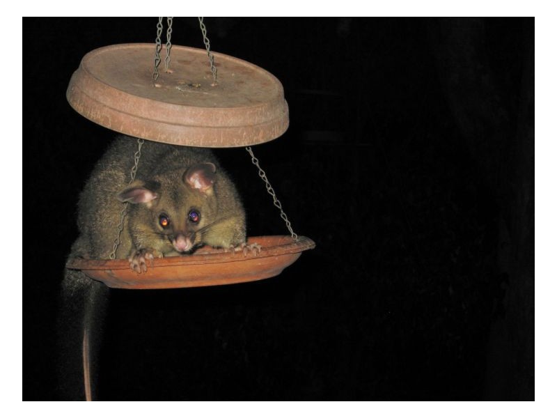 214 Blackhorse Creek Road, Kyogle NSW 2474