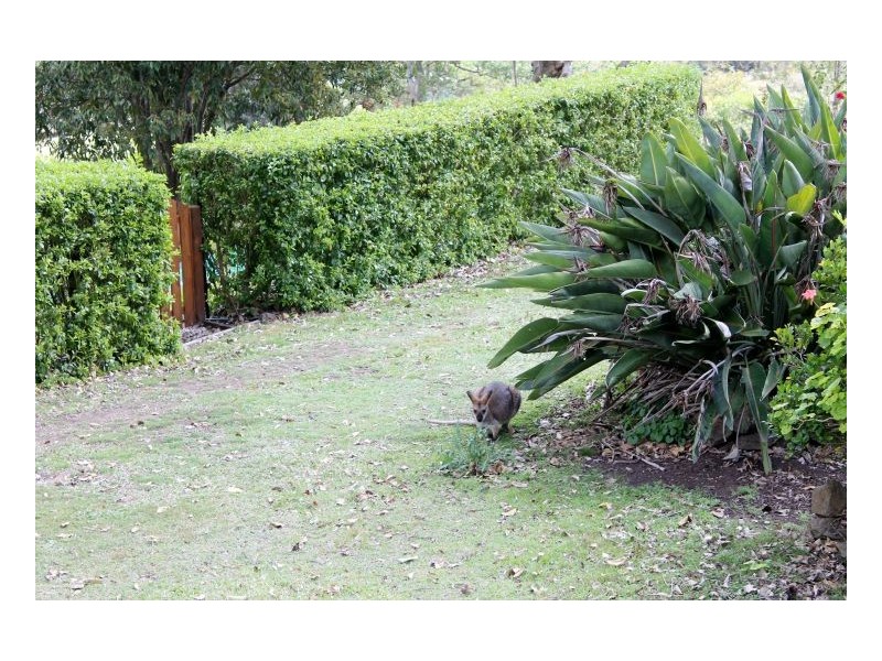 214 Blackhorse Creek Road, Kyogle NSW 2474