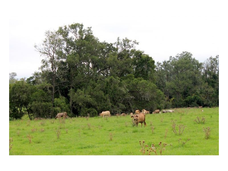 242 wyneden creek road, Kyogle NSW 2474