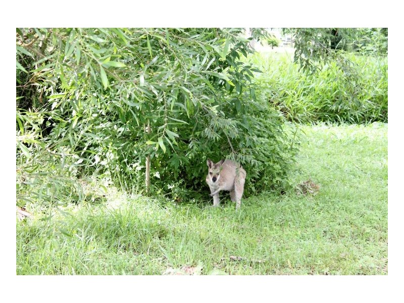 707 Ghinni Ghi Road, Kyogle NSW 2474