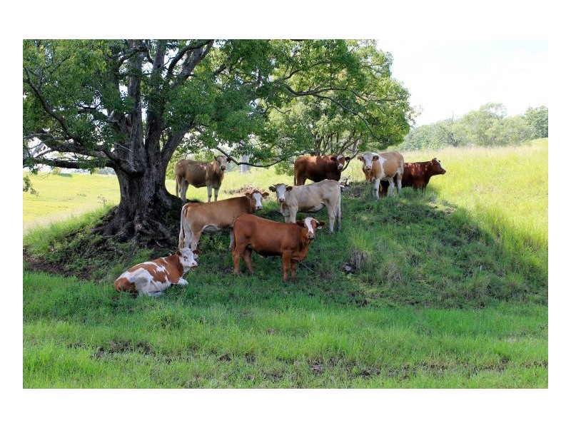 1586 Collins Creek Road, Kyogle NSW 2474