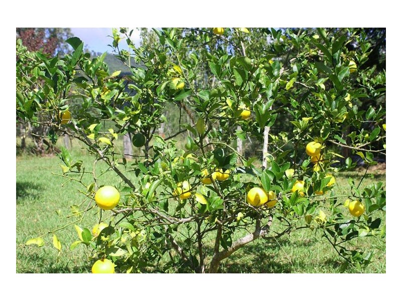 193 Faraway Road, Cawongla NSW 2474