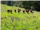 38 Whites Road, Kyogle NSW 2474