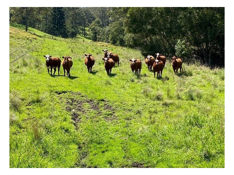 38 Whites Road, Kyogle NSW 2474