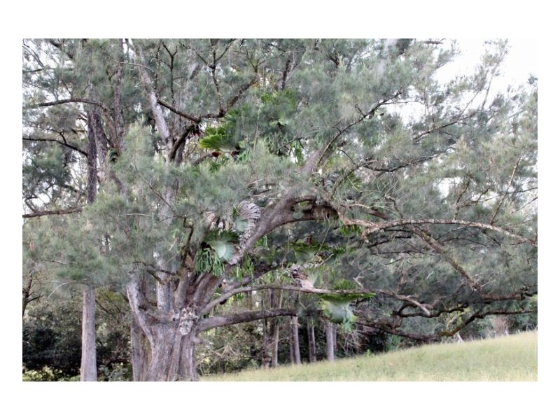 118 Williams Road, Cawongla, Kyogle NSW 2474