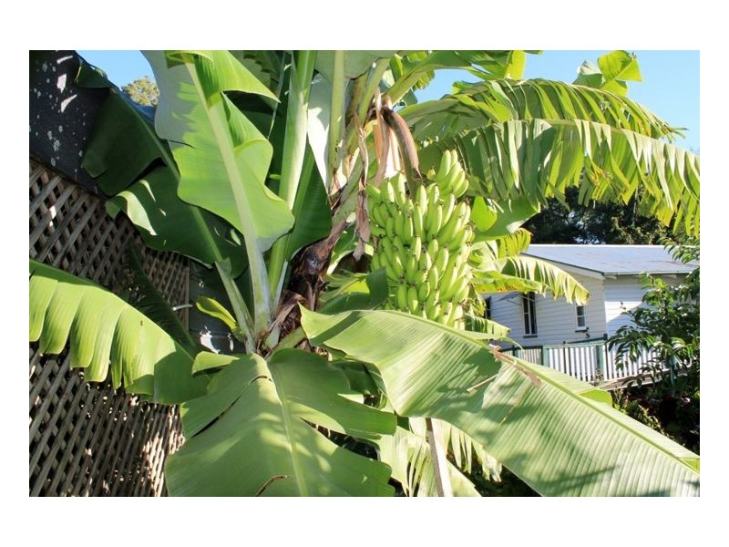 39 Stratheden Street, Kyogle NSW 2474