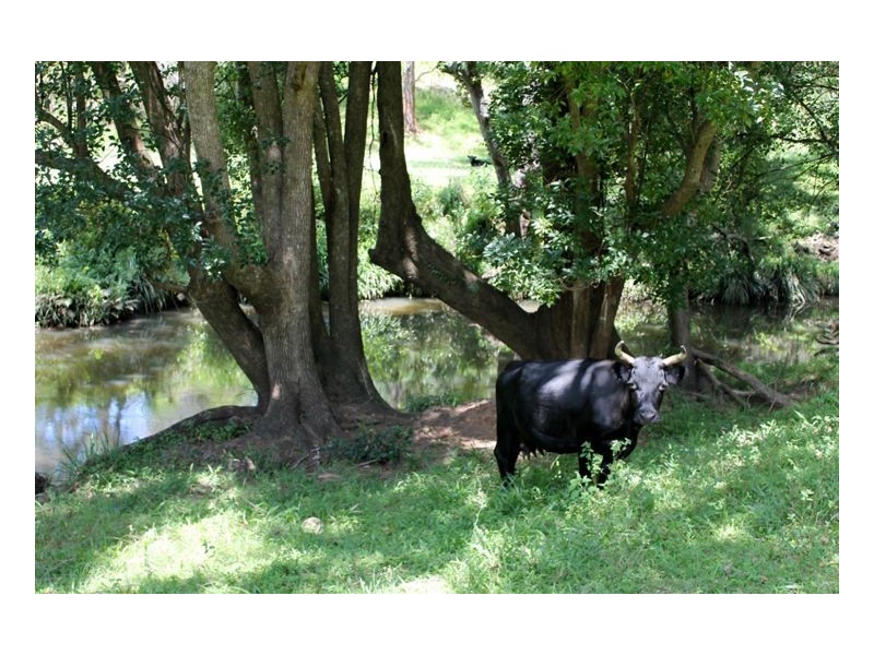 1503 Afterlee Road, Kyogle NSW 2474