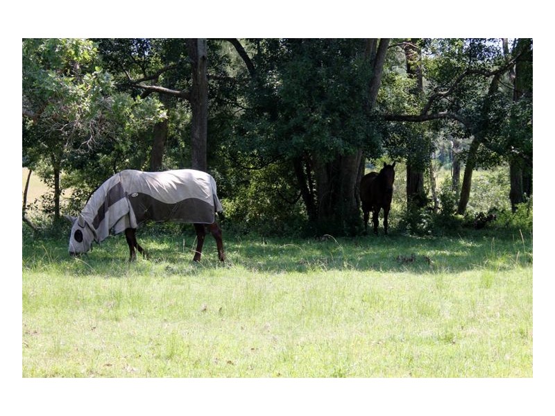 1503 Afterlee Road, Kyogle NSW 2474