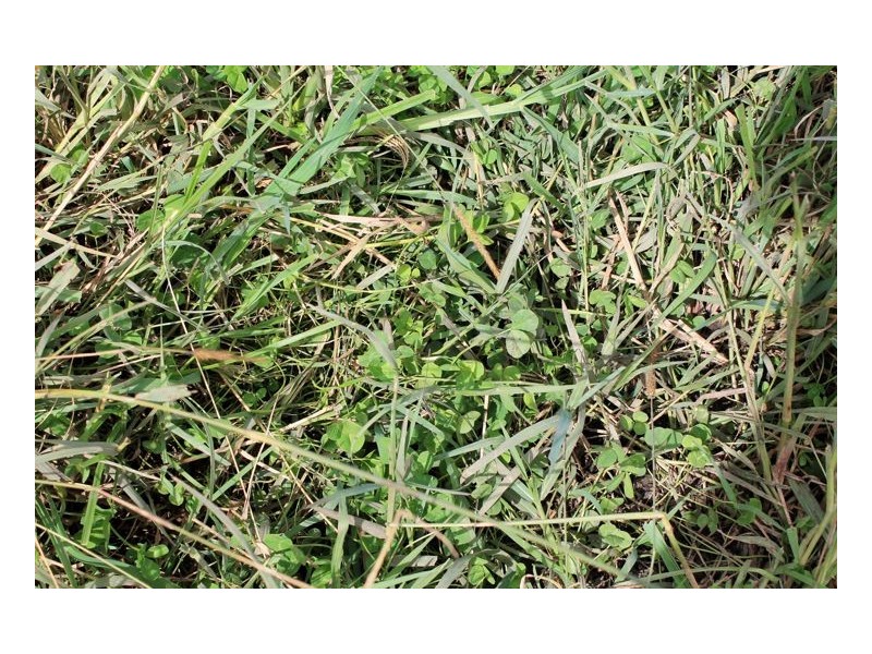 12180 Summerland Way, Fairy Hill, Kyogle NSW 2474