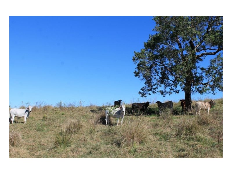 Lot 9 Blackhorse Creek Road, Kyogle NSW 2474
