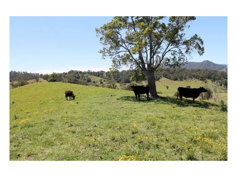 109 Apple Gum Road, Kyogle NSW 2474