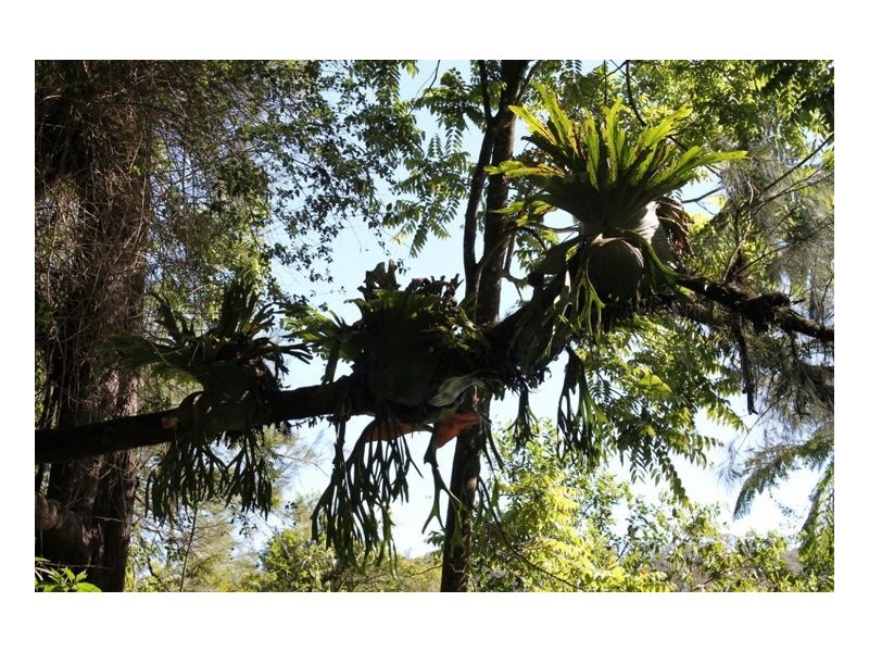 990 Horseshoe Creek Road, Kyogle NSW 2474