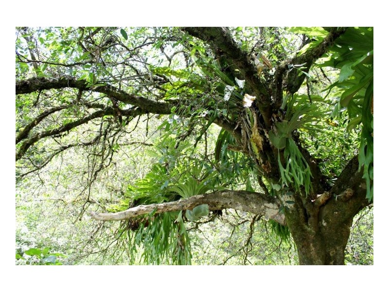 Smiths Creek Road, Kyogle NSW 2474