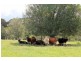 Lot 12 Summerland Way, Cedar Point, Kyogle NSW 2474