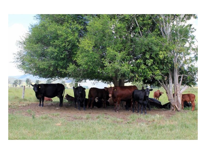Lot 12 Summerland Way, Cedar Point, Kyogle NSW 2474