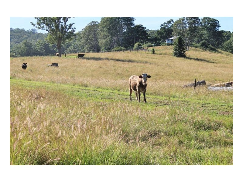 214 Homeleigh Road, Homeleigh, Kyogle NSW 2474