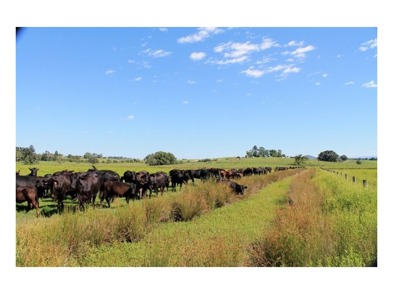 126 Studders Lane – Cedar Point, Kyogle NSW 2474