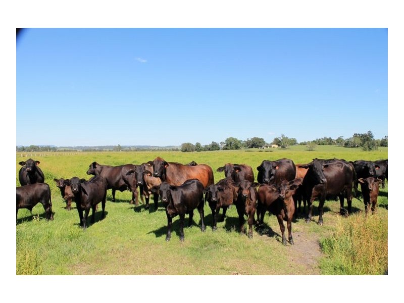 126 Studders Lane – Cedar Point, Kyogle NSW 2474
