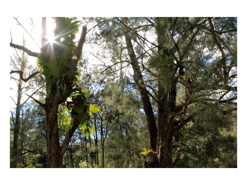 1560 Gradys Creek Road – Cougal, Kyogle NSW 2474