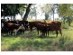 222 Omagh Rd, Kyogle NSW 2474