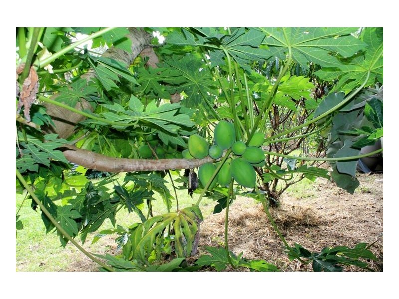 258 Iron Pot Creek Road – Ettrick, Kyogle NSW 2474