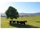 150 Collins Creek Road, Kyogle NSW 2474