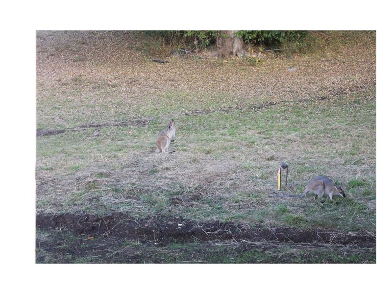 #59 Colin Street, Kyogle NSW 2474