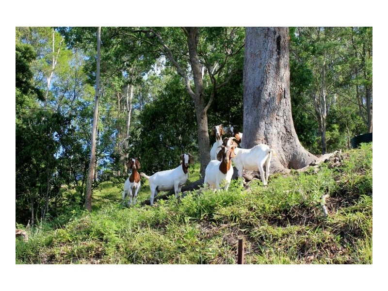 393 Boorabee Creek Road – Boorabee, Kyogle NSW 2474