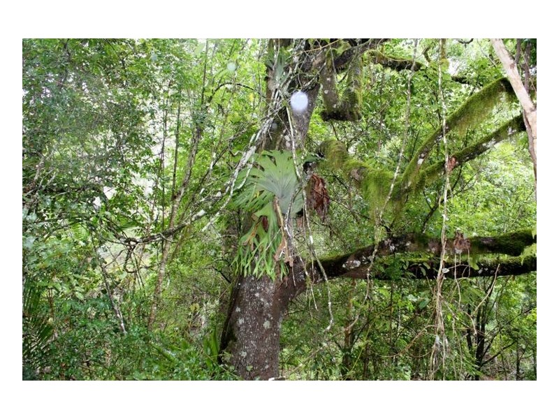 2226 Collins Creek Road – Collins Creek, Kyogle NSW 2474