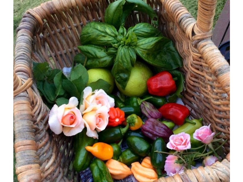 1264 Lynches Creek Road, Lynches Creek, Kyogle NSW 2474