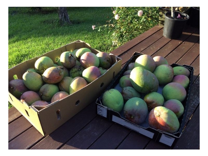 1264 Lynches Creek Road, Lynches Creek, Kyogle NSW 2474