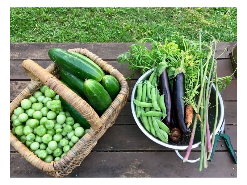 1264 Lynches Creek Road, Lynches Creek, Kyogle NSW 2474