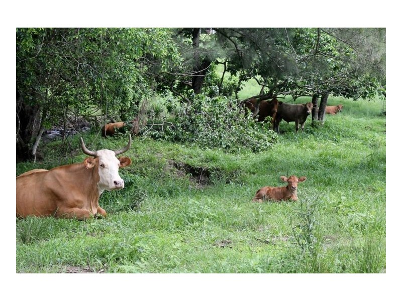 1076 Green Pigeon Road – Green Pigeon, Kyogle NSW 2474