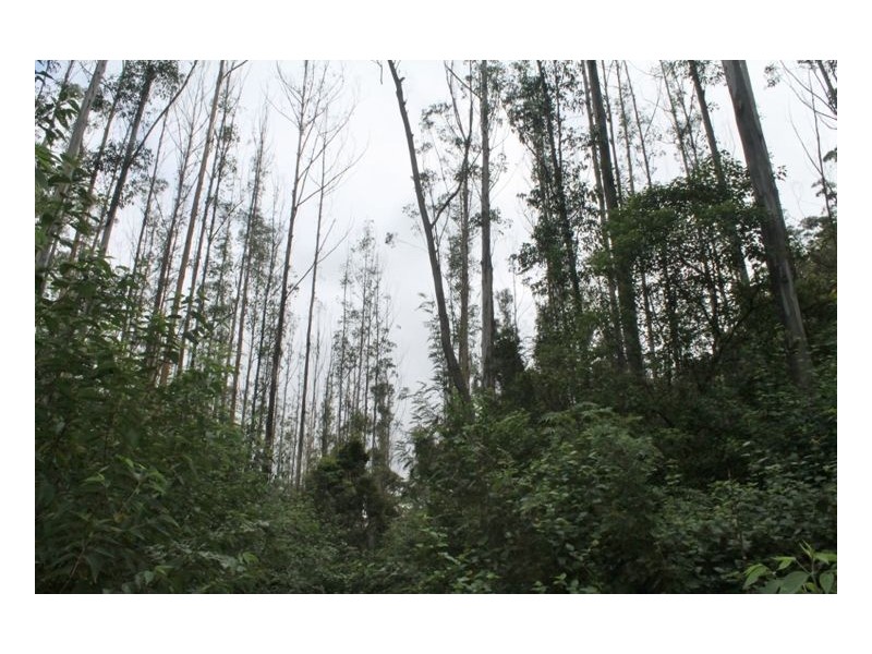 11 Sugar Glider Road – Upper Horseshoe Creek, Kyogle NSW 2474