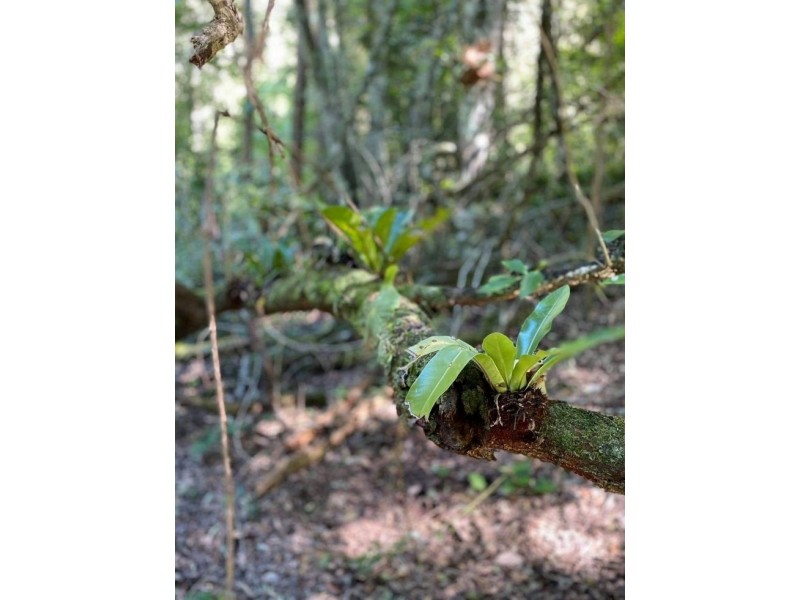 74 Stringybark Lane – Toonumbar, Kyogle NSW 2474